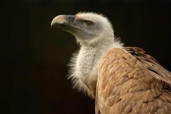 Vulture